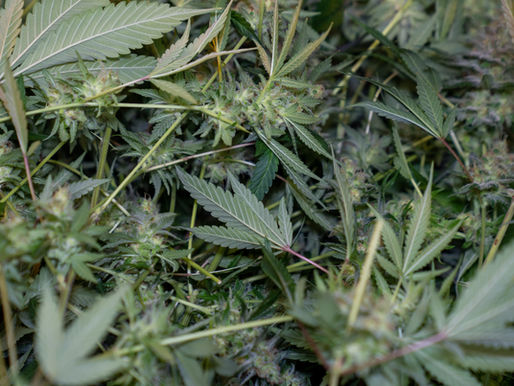 Mastering Optimal Cannabis Cultivation: Advanced Techniques and Best Practices