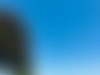 Pohutakawa tree with bright blue sky