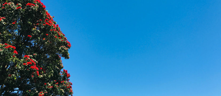 Pohutakawa tree with bright blue sky