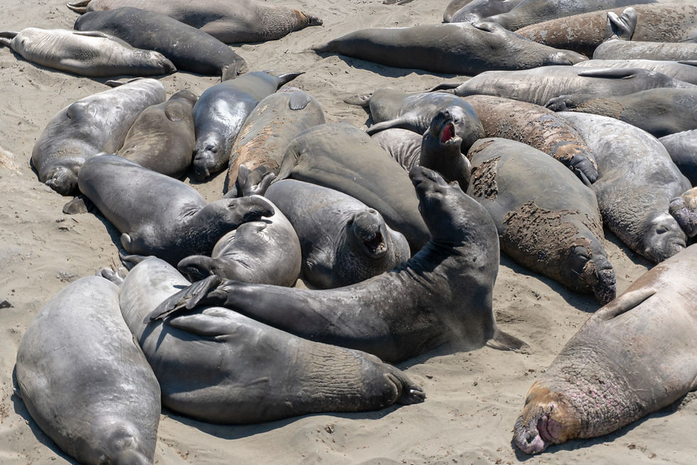 Seals lounging on a sandy beach, with one vocalizing. Various shades of gray and brown on their bodies contrast with the light sand.