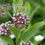 Miniature : Flower Seeds (Milkweed)
