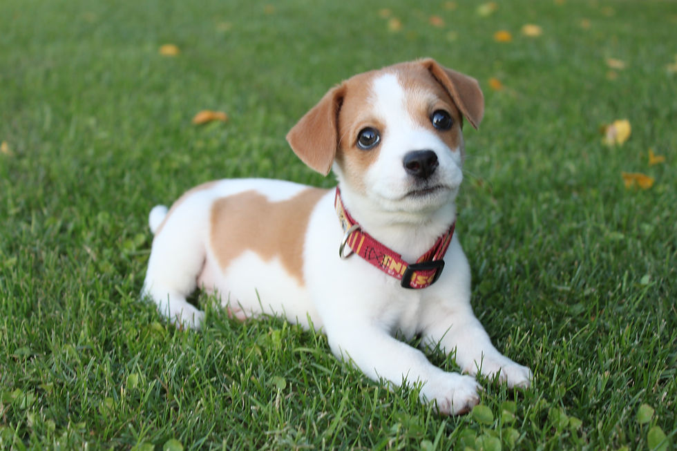 spaying and neutering dogs, non-surgical sterilization, natural fertility management, pet owners