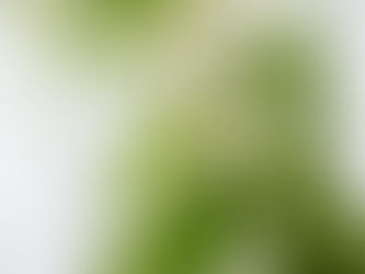 Top 5 Uses for Stinging Nettles (Urtica dioica)