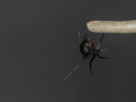 Black Widows