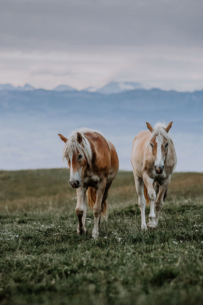 Reiturlaub Jenesien Ferienwohnungen bei Bozen