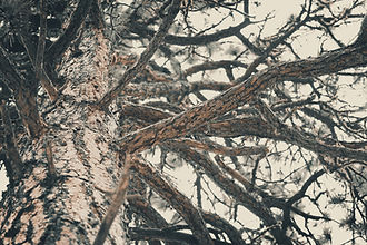 Image by Nathan Trampe