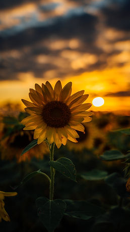 Image by Mike Marrah