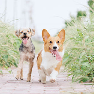 The 10 Best Pet-Friendly Accommodations in Slovenia