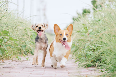 Dog training in Calgary