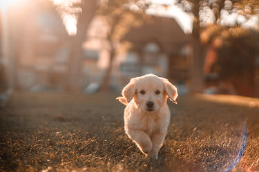 Image by cristian castillo