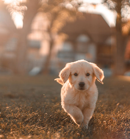 Image by Cristian Castillo