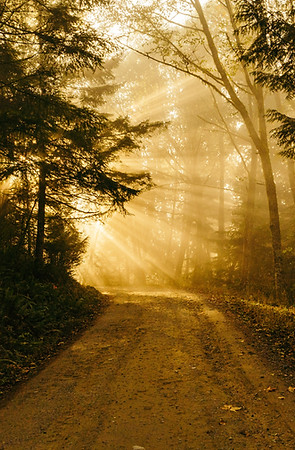 Image by Patrick Fore