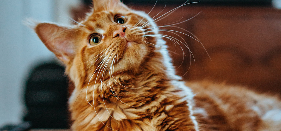 Image by Amber Kipp