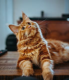 Image by Amber Kipp