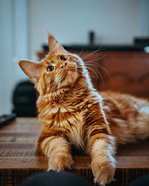 Ginger
