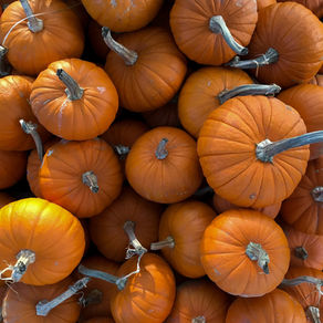 Pumpkins 101: A Complete Guide to Fall’s Favorite Fruit