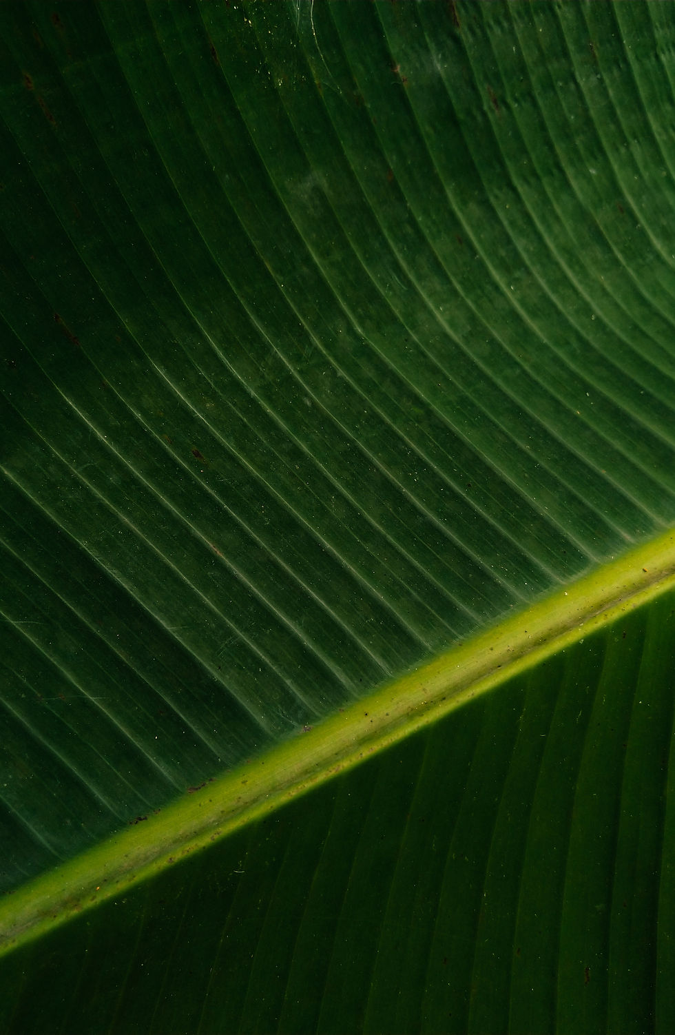 Image by Vismay Krishna