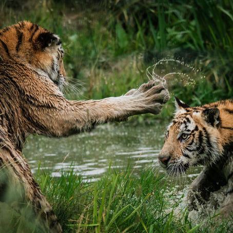 Dispute Resolution Jungle