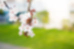 Spring blossoms with green grass.
