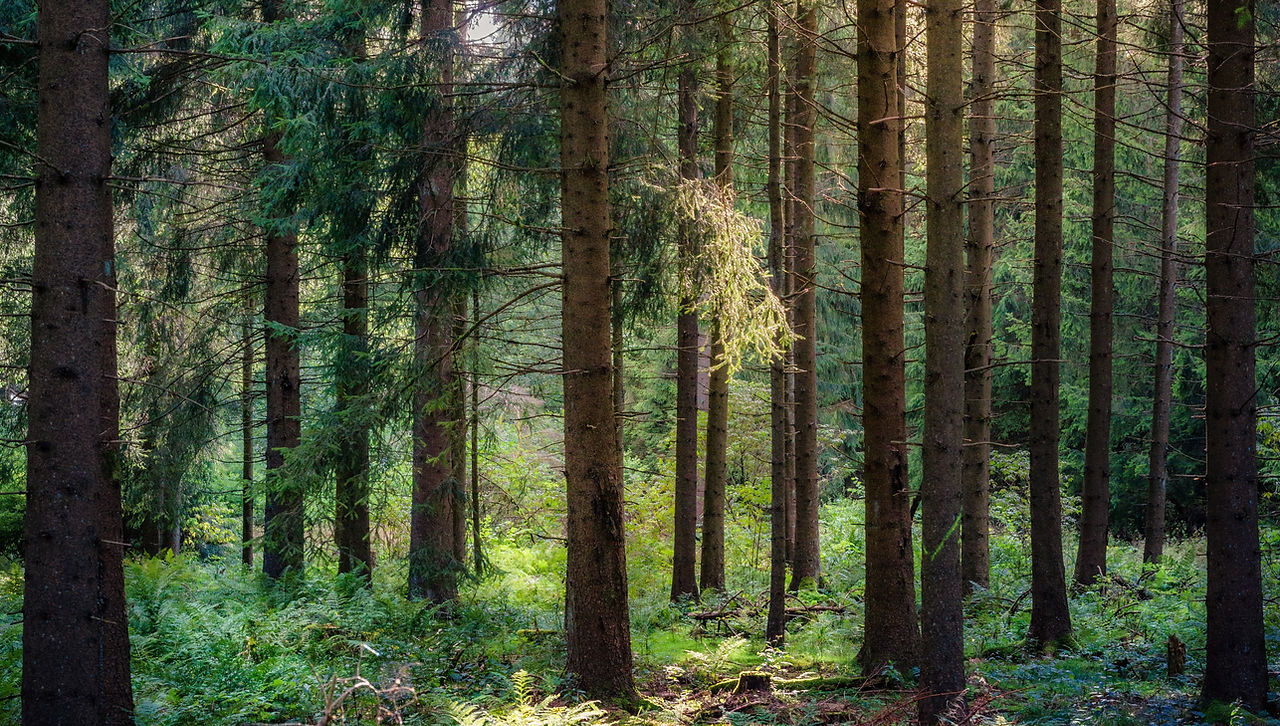 Image by Daniel Seßler