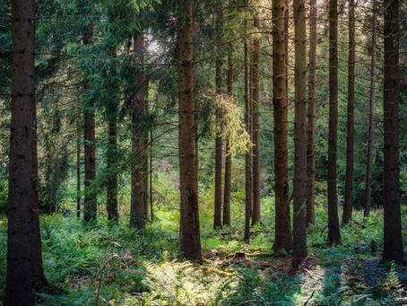 Willow Street Forest Bathing -this Saturday!