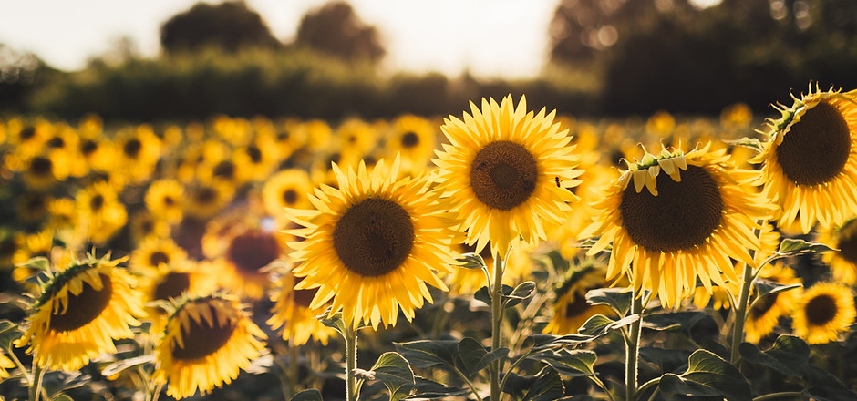Gestion endométriose naturopathie