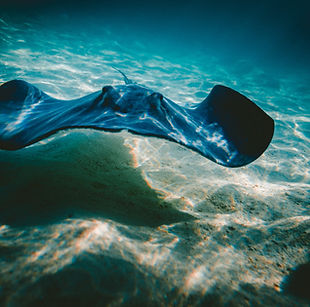 Image by Jakob Owens