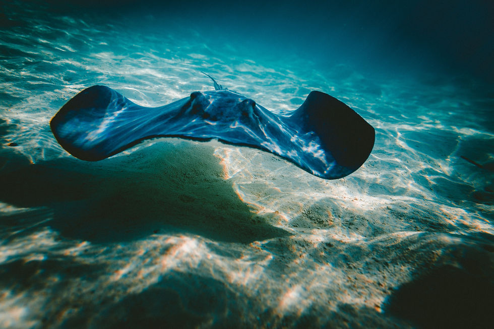 Image by Jakob Owens