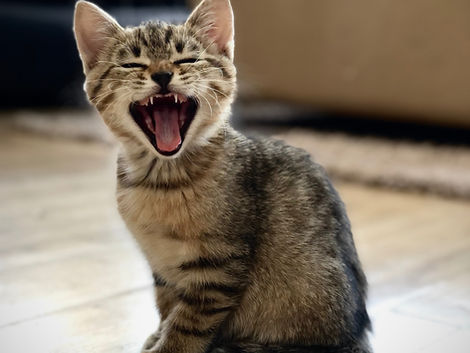 Katzenversicherung Vergleich: Diese (Fach-)Begriffe solltest du kennen
