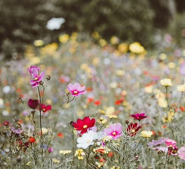 Image by Annie Spratt