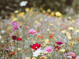field of wildflowers