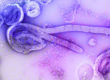 Image by CDC