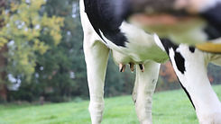 Dairy cow