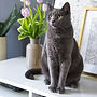 kedi