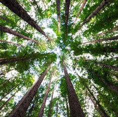 What Are the Benefits of Planting Trees?