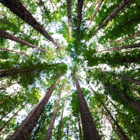 10 Benefits of Planting Trees