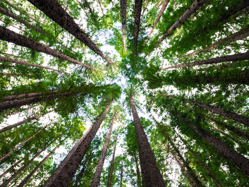TALL TREES