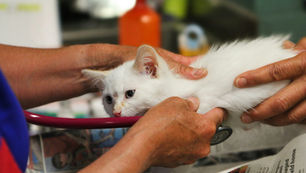 Veterinarian preparing documents for the sale of a veterinary practice in Ontario