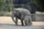 African elephant with calf walking near rocky terrain