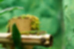ree