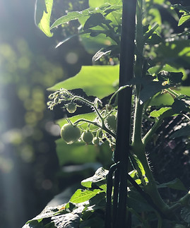 Greenhouse organic tomatoes
