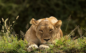 Lion Relaxing