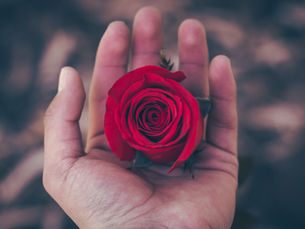 The Rose as a Spiritual Symbol: How Cultures Have Honored the Divine Feminine Through Rose Magic
