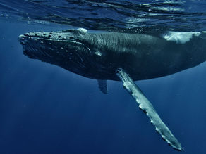 Humpback whale swimming in deep blue ocean, sunlight filtering through water, showcasing detailed skin texture and serene mood. Like the whale that swallowed Jonah.