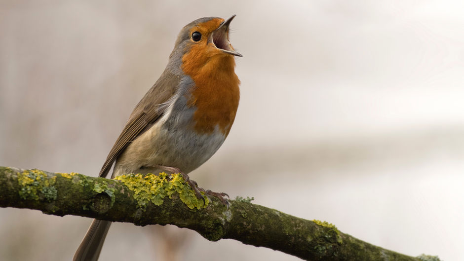 Learning Native Bird Songs