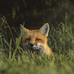 Social Fox