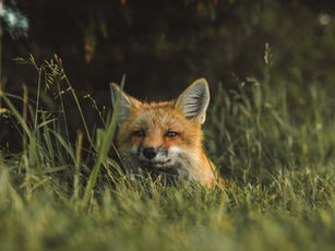 Social Fox