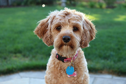 BaBarkOut Professional Dog Walker, Pet Sitting in London