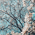 Image by Meriç Dağlı