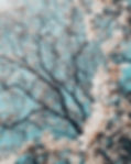Image by Meriç Dağlı